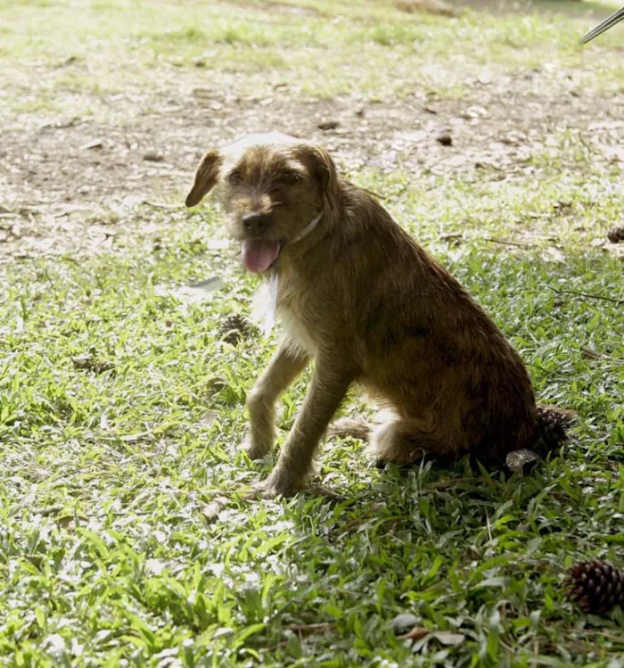 Cachorro ra a SRD idade 1 ano nome LUMA - Um amor de m