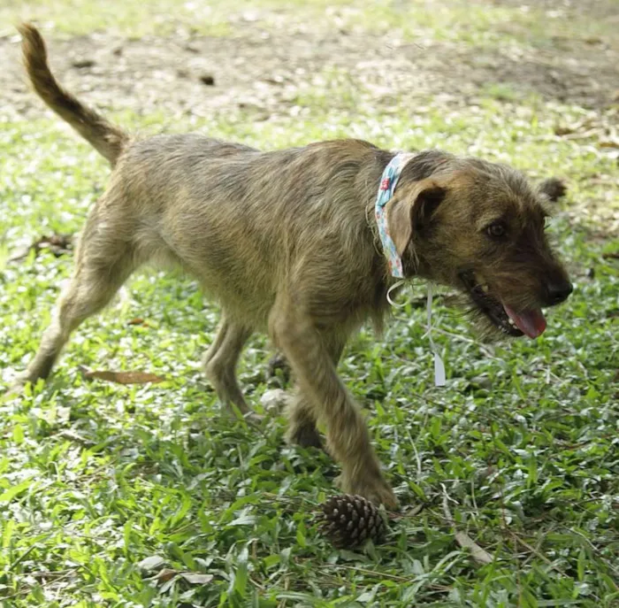 Cachorro ra a SRD idade 1 ano nome LUMA - Um amor de m