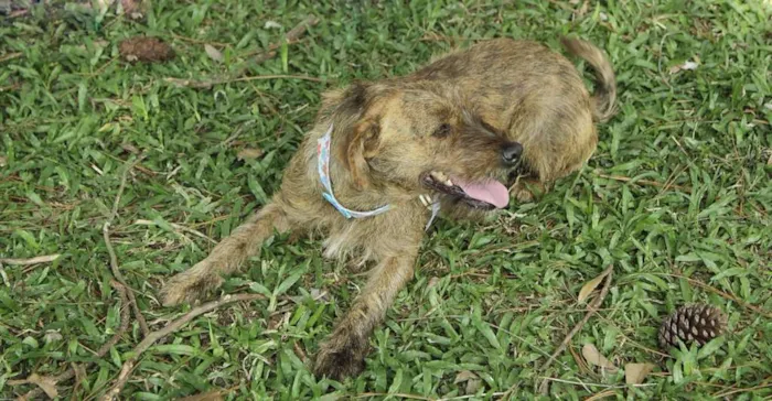 Cachorro ra a SRD idade 1 ano nome LUMA - Um amor de m