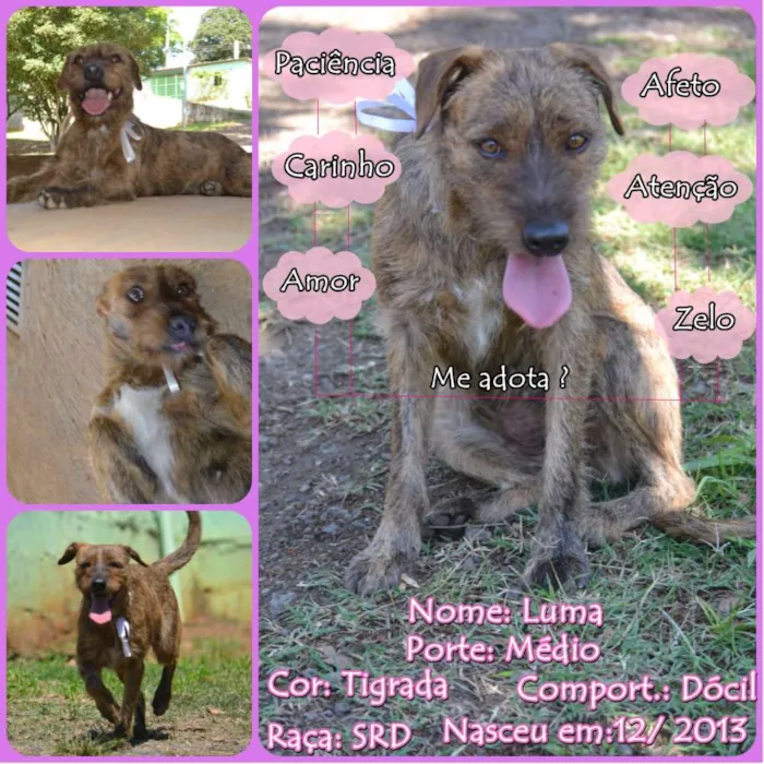 Cachorro ra a SRD idade 1 ano nome LUMA - Um amor de m