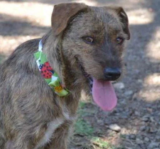 Cachorro ra a SRD idade 1 ano nome LUMA - Um amor de m