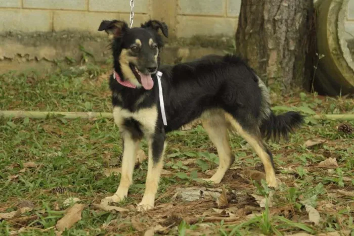 Cachorro ra a SRD idade 1 ano nome MILADY - Uma fofura!