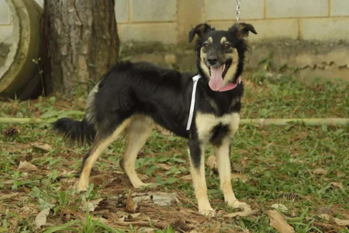 Cachorro ra a SRD idade 1 ano nome MILADY - Uma fofura!