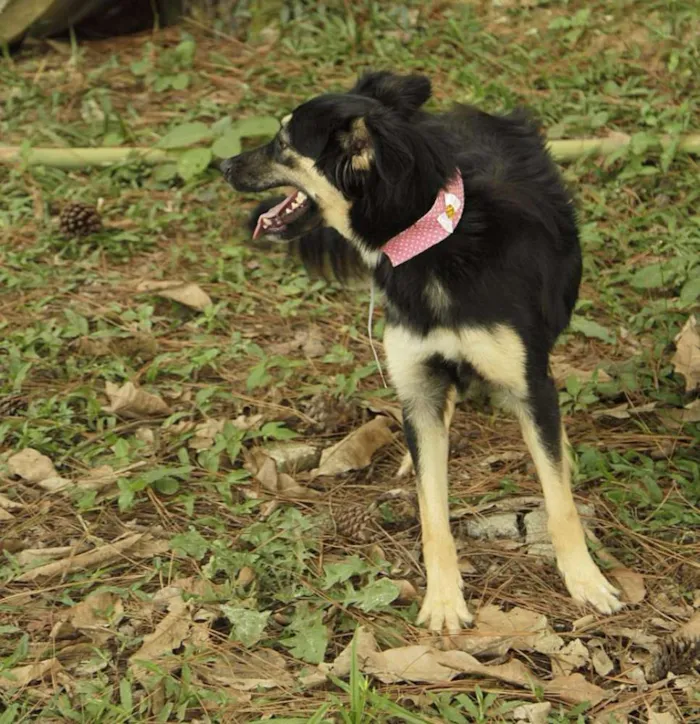 Cachorro ra a SRD idade 1 ano nome MILADY - Uma fofura!