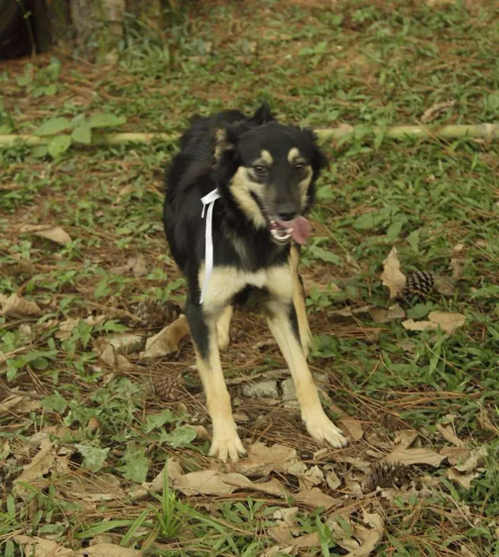 Cachorro ra a SRD idade 1 ano nome MILADY - Uma fofura!