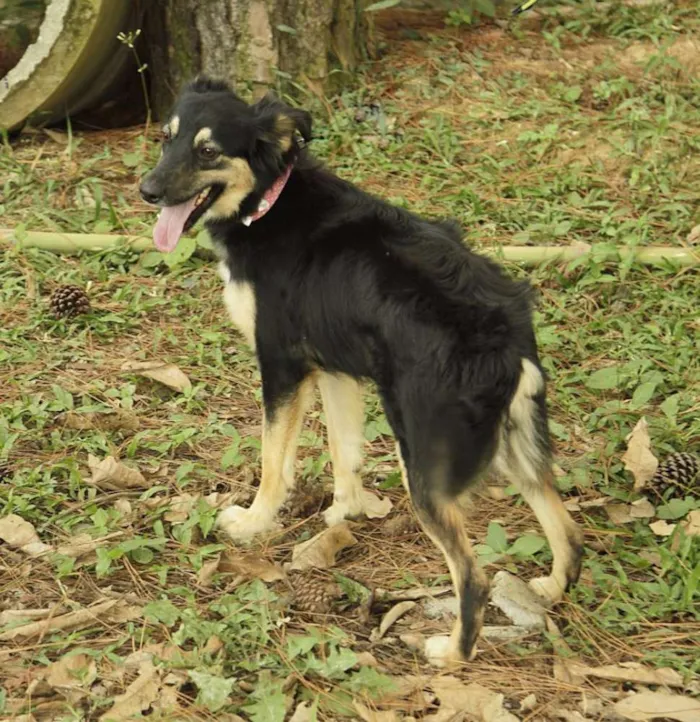 Cachorro ra a SRD idade 1 ano nome MILADY - Uma fofura!