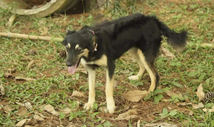 Cachorro ra a SRD idade 1 ano nome MILADY - Uma fofura!