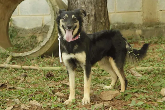 Cachorro ra a SRD idade 1 ano nome MILADY - Uma fofura!