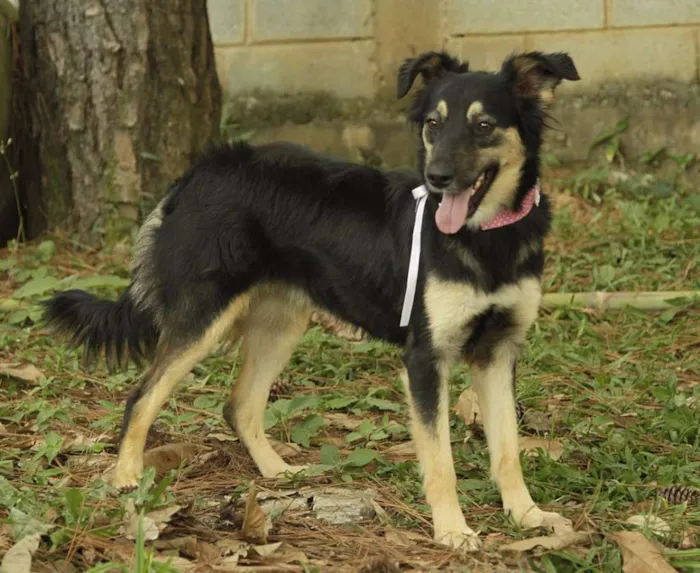 Cachorro ra a SRD idade 1 ano nome MILADY - Uma fofura!