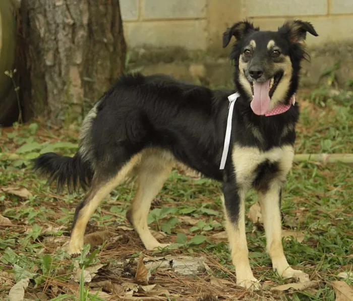 Cachorro ra a SRD idade 1 ano nome MILADY - Uma fofura!