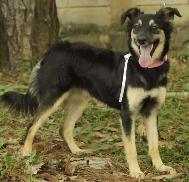 Cachorro ra a SRD idade 1 ano nome MILADY - Uma fofura!