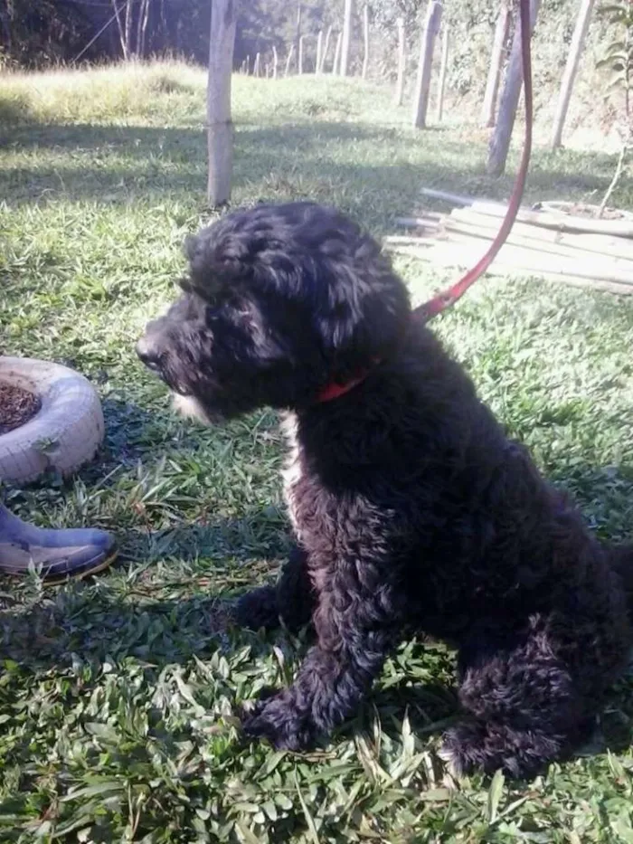 Cachorro ra a Poodle mix idade 1 ano nome Marvin