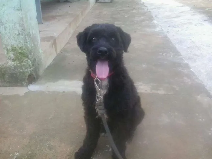 Cachorro ra a Poodle mix idade 1 ano nome Marvin
