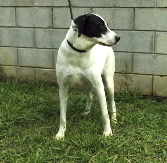 Cachorro ra a SRD idade 4 anos nome INOCÊNCIA, a mais p