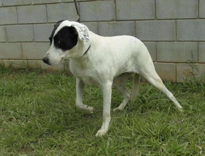 Cachorro ra a SRD idade 4 anos nome INOCÊNCIA, a mais p