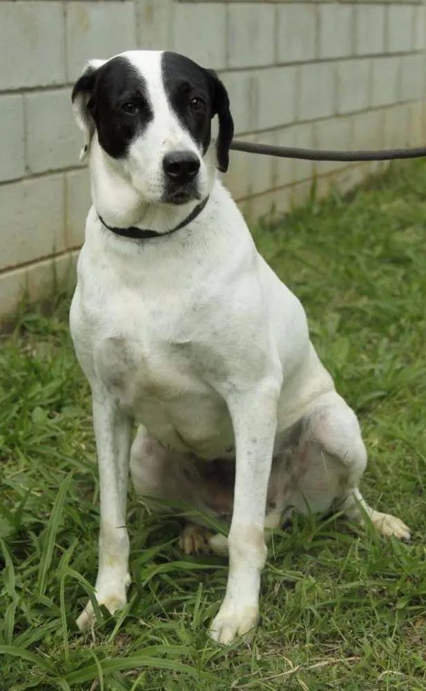 Cachorro ra a SRD idade 4 anos nome INOCÊNCIA, a mais p