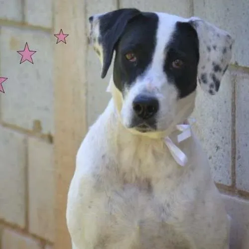 Cachorro ra a SRD idade 4 anos nome INOCÊNCIA, a mais p