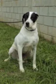 INOCÊNCIA, a mais p