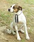 BOX - Uma gracinha!