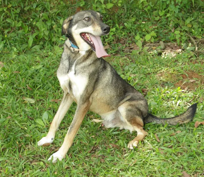 Cachorro raça SRD idade 6 ou mais anos nome RONALDO, Um fenômeno! 
