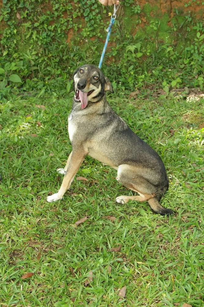 Cachorro raça SRD idade 6 ou mais anos nome RONALDO, Um fenômeno! 