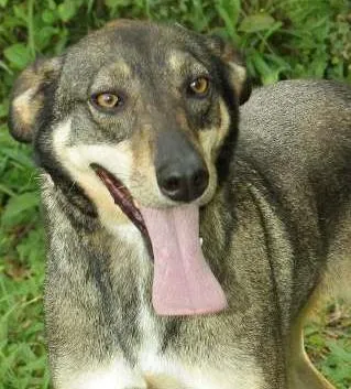 Cachorro raça SRD idade 6 ou mais anos nome RONALDO, Um fenômeno! 