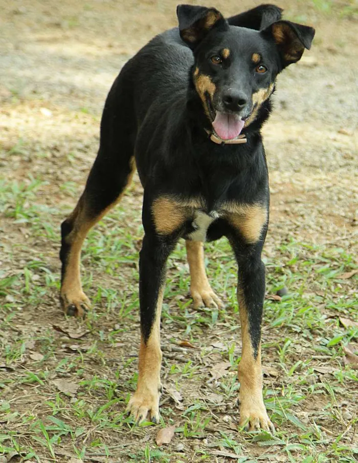 Cachorro ra a SRD idade 6 ou mais anos nome ABIGAIL - Doce menina!