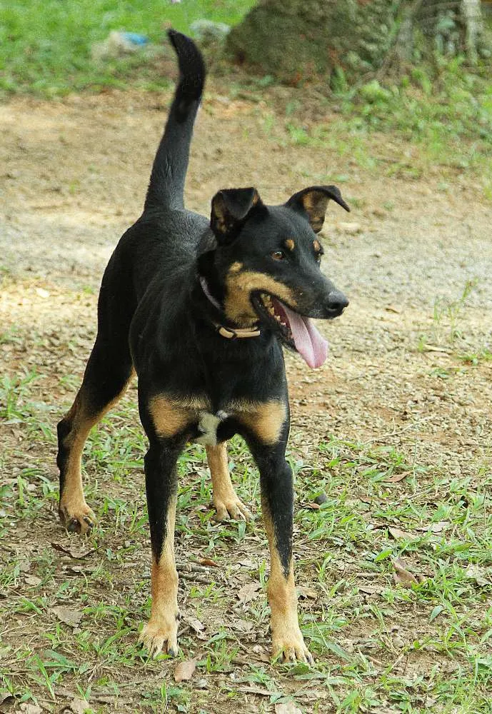Cachorro ra a SRD idade 6 ou mais anos nome ABIGAIL - Doce menina!