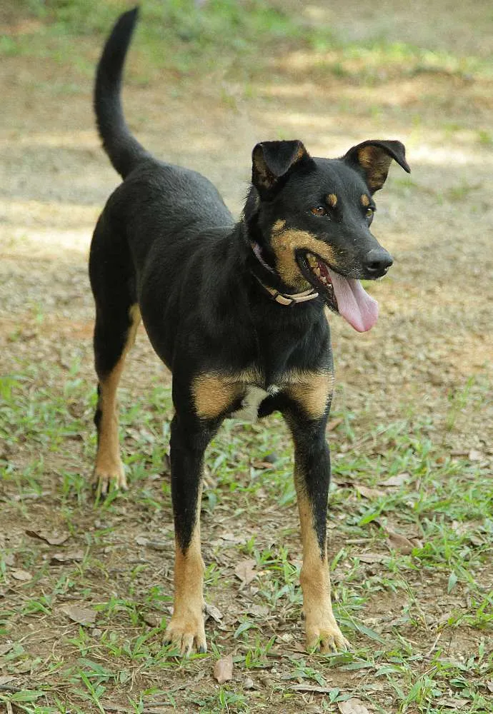 Cachorro ra a SRD idade 6 ou mais anos nome ABIGAIL - Doce menina!