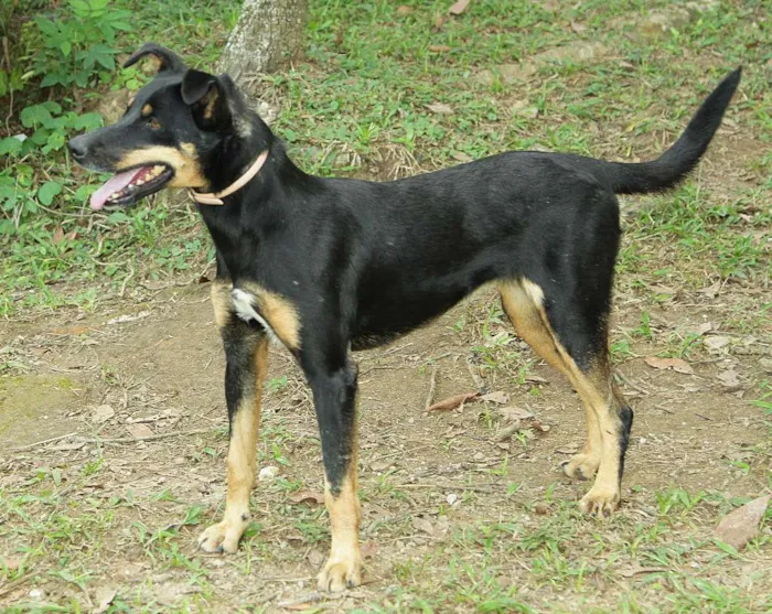 Cachorro ra a SRD idade 6 ou mais anos nome ABIGAIL - Doce menina!