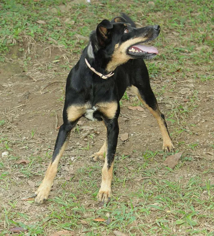 Cachorro ra a SRD idade 6 ou mais anos nome ABIGAIL - Doce menina!