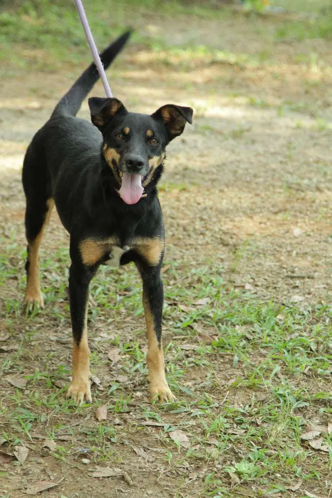 Cachorro ra a SRD idade 6 ou mais anos nome ABIGAIL - Doce menina!