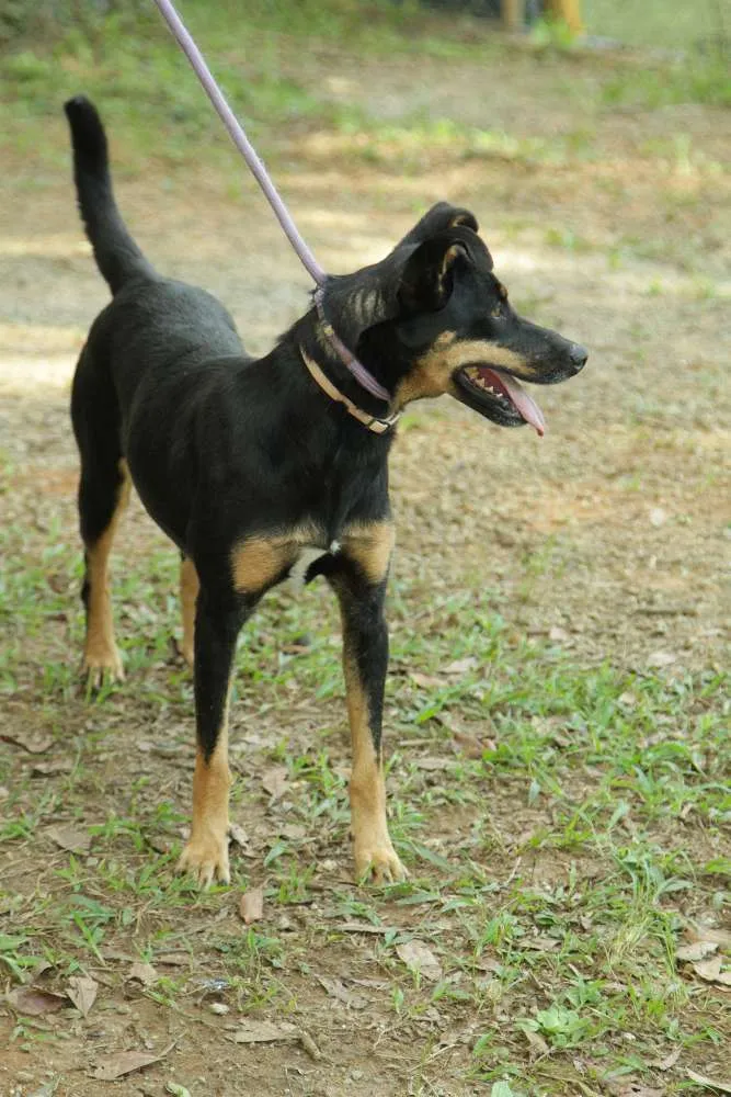Cachorro ra a SRD idade 6 ou mais anos nome ABIGAIL - Doce menina!
