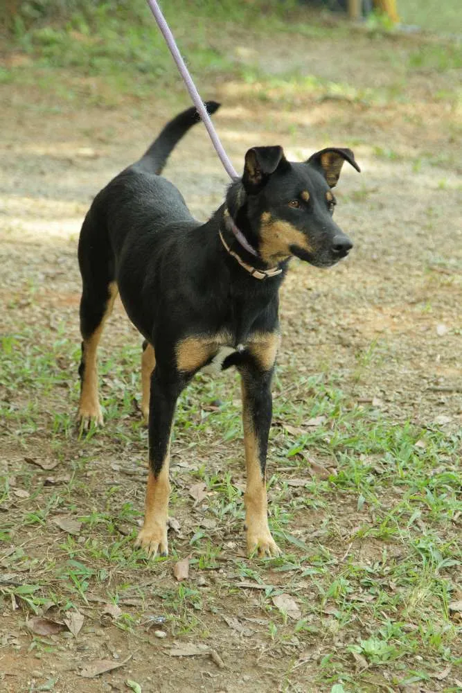 Cachorro ra a SRD idade 6 ou mais anos nome ABIGAIL - Doce menina!