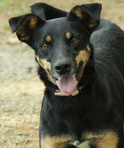 Cachorro ra a SRD idade 6 ou mais anos nome ABIGAIL - Doce menina!