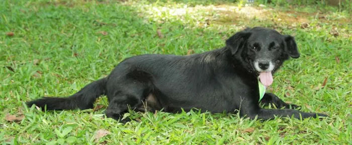Cachorro ra a SRD idade 6 ou mais anos nome CHAPLIN - Fofíssimo!