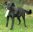CHAPLIN - Fofíssimo!