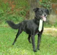 CHAPLIN - Fofíssimo!