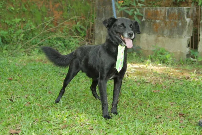 Cachorro ra a SRD idade 6 ou mais anos nome CHAPLIN - Fofíssimo!
