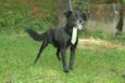 CHAPLIN - Fofíssimo!