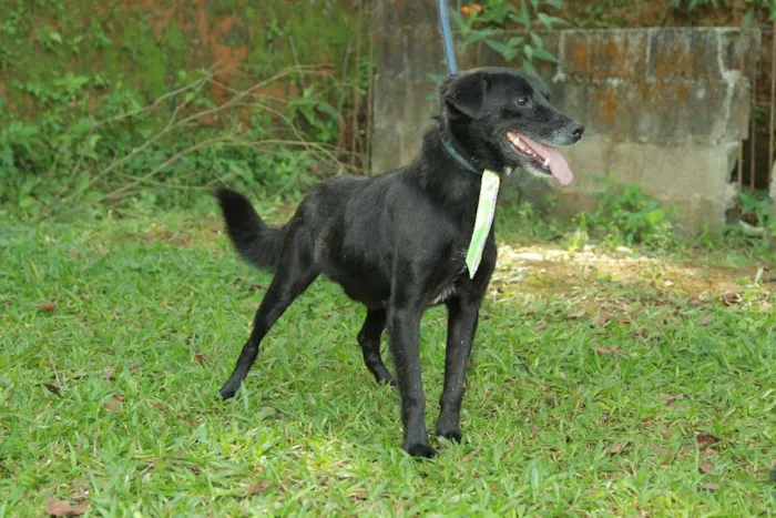 Cachorro ra a SRD idade 6 ou mais anos nome CHAPLIN - Fofíssimo!