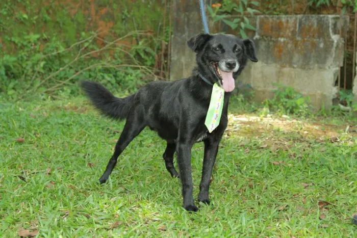 Cachorro ra a SRD idade 6 ou mais anos nome CHAPLIN - Fofíssimo!
