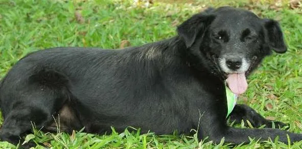 Cachorro ra a SRD idade 6 ou mais anos nome CHAPLIN - Fofíssimo!