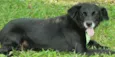 CHAPLIN - Fofíssimo!