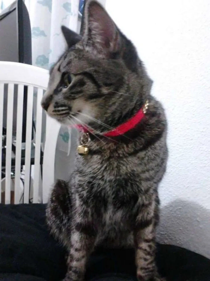 Gato ra a não definida idade 1 ano nome Nina