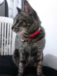 Nina