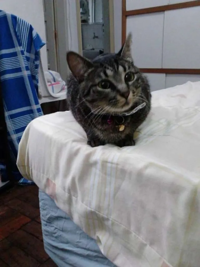 Gato ra a não definida idade 1 ano nome Nina