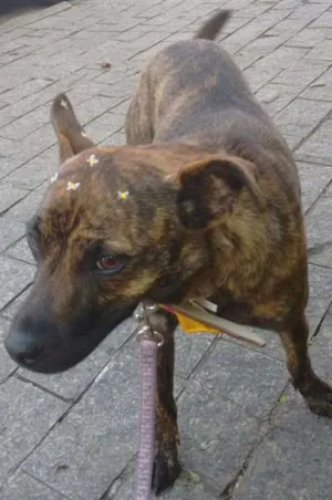 Cachorro raça Srd idade 2 anos nome Cheetara