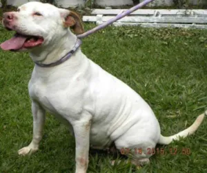 Cachorro raça Pit-Bull idade 5 anos nome Deusa