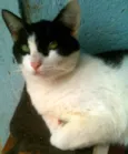 figaro